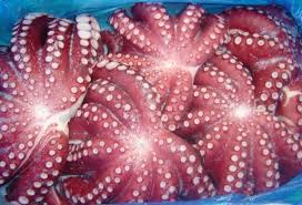 Manufacturers Exporters and Wholesale Suppliers of Frozen Octopus Cochin Kerala